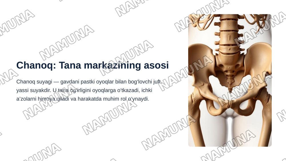 Chanoq suyagining tuzilishi — zamonaviy taqdimot, 3-slayd