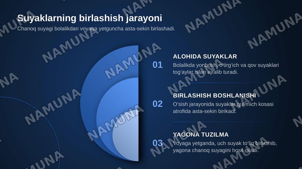 Chanoq suyagining tuzilishi — zamonaviy taqdimot, 5-slayd
