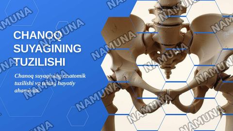 Chanoq suyagining tuzilishi — zamonaviy taqdimot