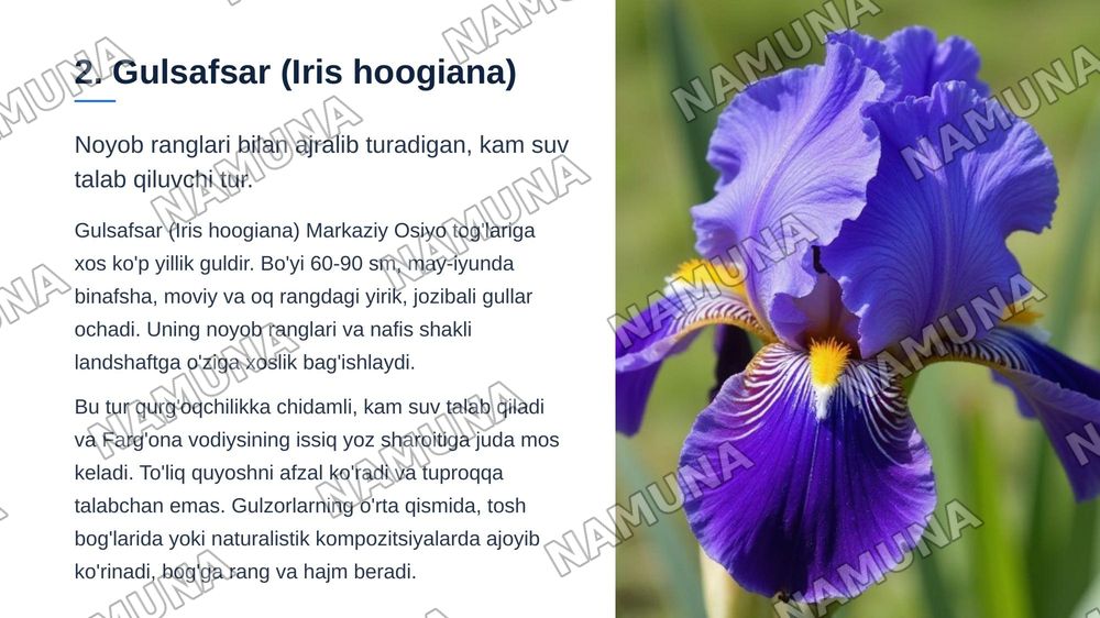 Landshaft o'simliklari: loyihalash qo'llanmasi. Farg'ona vodiysi uchun 15 ta kam tanilgan gul, buta va daraxt. — zamonaviy taqdimot, 8-slayd