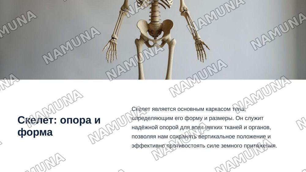 Лексическая тема. Функции опорно-двигательного аппарата. Грамматический материал. Глагол. Описание функции предмета. Речевой этикет. Вопросы о согласии и несогласии. — zamonaviy taqdimot, 6-slayd