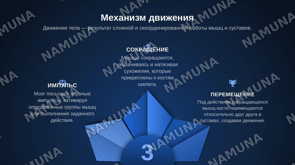 Лексическая тема. Функции опорно-двигательного аппарата. Грамматический материал. Глагол. Описание функции предмета. Речевой этикет. Вопросы о согласии и несогласии. — zamonaviy taqdimot, 7-slayd