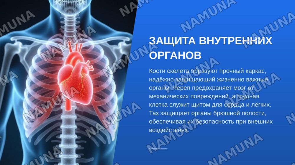 Лексическая тема. Функции опорно-двигательного аппарата. Грамматический материал. Глагол. Описание функции предмета. Речевой этикет. Вопросы о согласии и несогласии. — zamonaviy taqdimot, 8-slayd