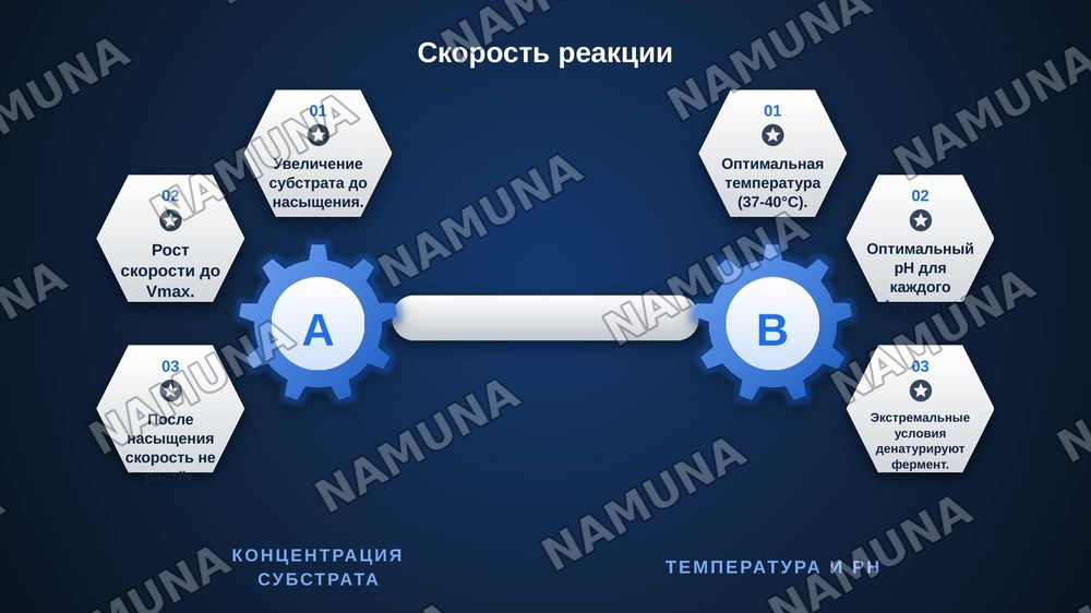 Методы регулирования активности ферментов. — zamonaviy taqdimot, 8-slayd