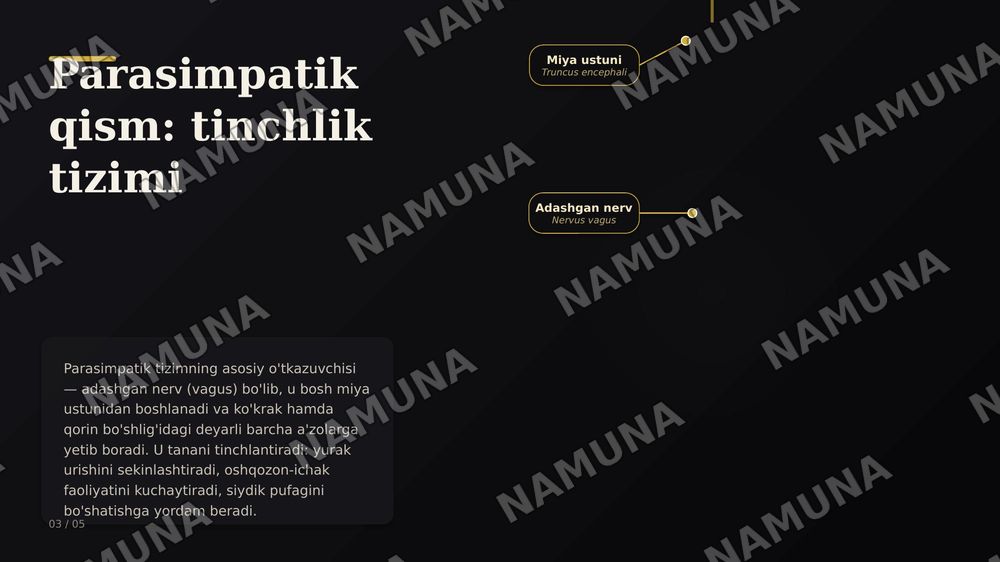 Vegetativ nerv tizimi: simpatik va parasimpatik qismi — zamonaviy taqdimot, 5-slayd