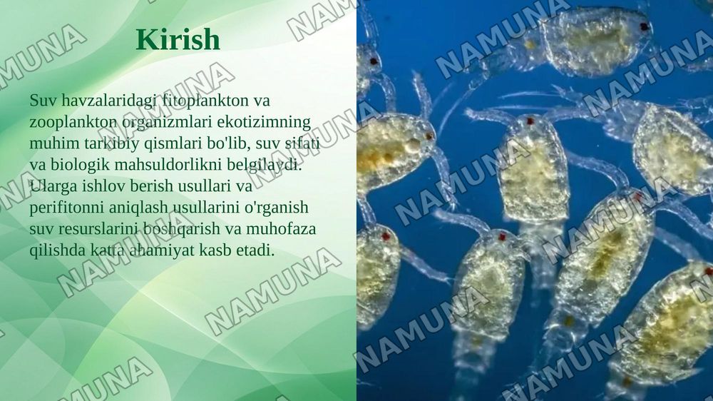 FITOPLANKTON VA ZOOPLANKTON ORGANIZMLARIGA ISHLOV BERISH USULLARI. PERIFITON ORGANIZMLARINI ANIQLASH — taqdimot, 3-slayd