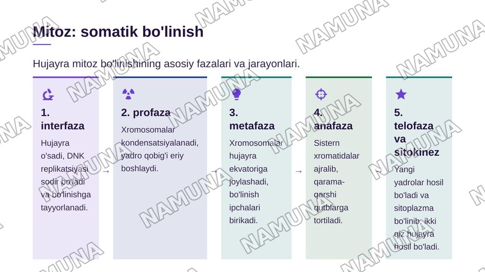 Hujayraning mitotik va hayotiy sikli.Hujayra poliferatsiyasi.Hujayraning meyotik bolinishi.Mitoz va meyoz patologiyasi. Ohirida hulosa ham bolsin — zamonaviy taqdimot, 4-slayd