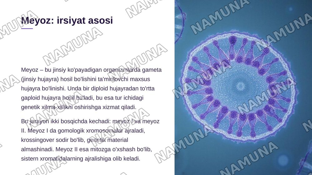 Hujayraning mitotik va hayotiy sikli.Hujayra poliferatsiyasi.Hujayraning meyotik bolinishi.Mitoz va meyoz patologiyasi. Ohirida hulosa ham bolsin — zamonaviy taqdimot, 5-slayd