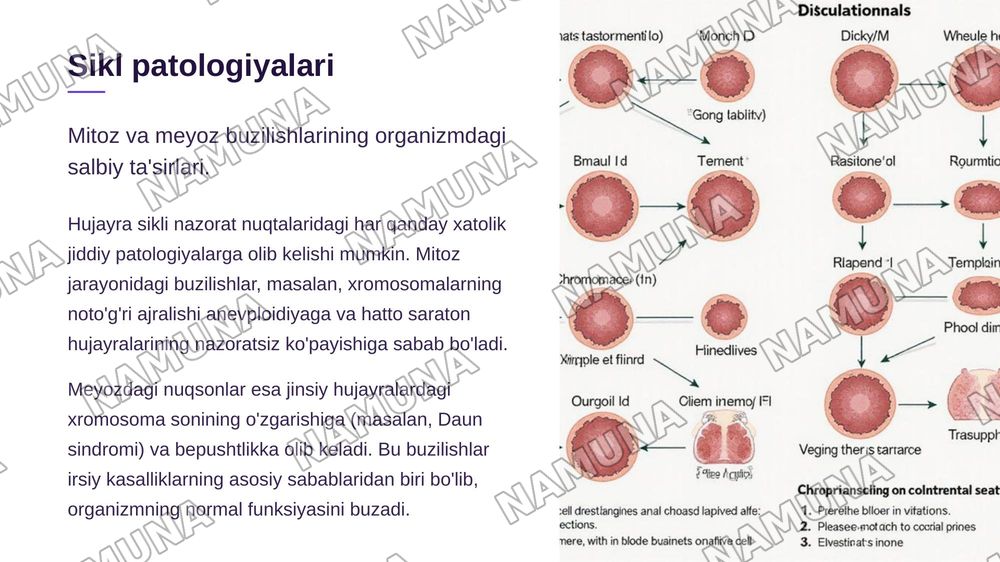 Hujayraning mitotik va hayotiy sikli.Hujayra poliferatsiyasi.Hujayraning meyotik bolinishi.Mitoz va meyoz patologiyasi. Ohirida hulosa ham bolsin — zamonaviy taqdimot, 8-slayd
