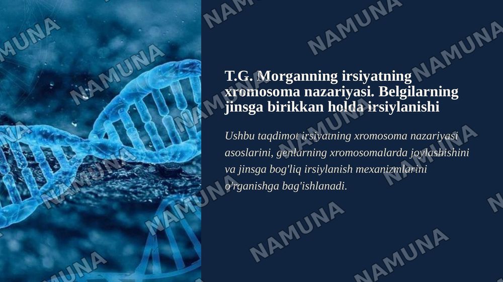 T.G.Morganning irsiyatning xromosoma nazariyasi. Belgilarning jinsga birikkan holda irsiylanishi.
Qisqacha annotatsiya: Xromosomada genlarningjoylashishining roli va avlodlarda genetik ma'lumotlarning uzatilishi. Krossingover, jarayonningmexanizmi va tsitologik asoslari. Genlar, genlarguruhlarining — zamonaviy taqdimot, 1-slayd