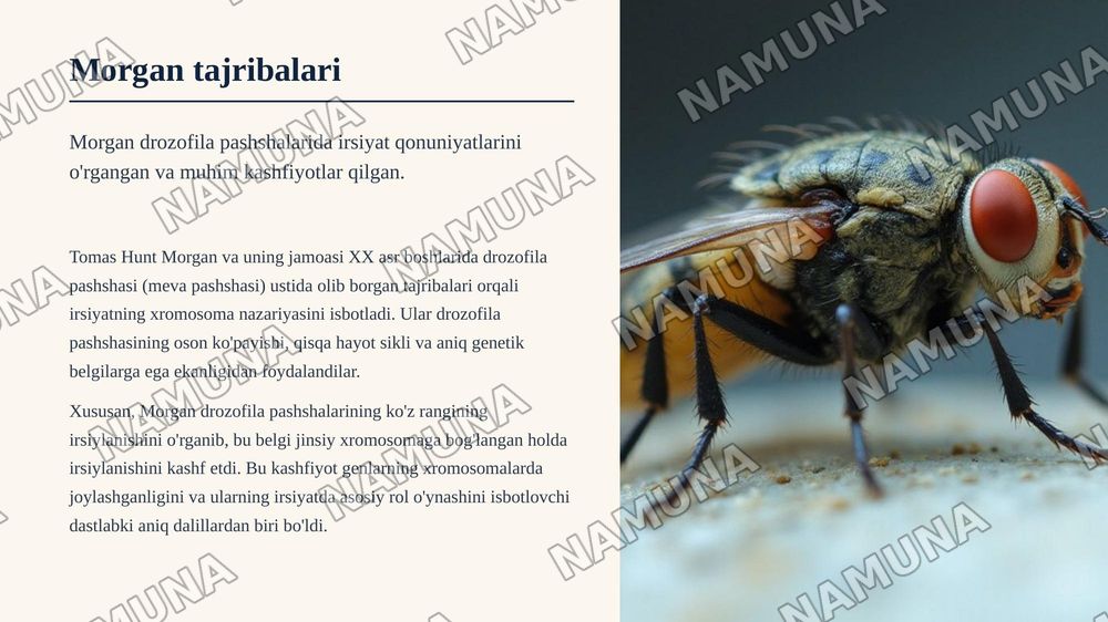 T.G.Morganning irsiyatning xromosoma nazariyasi. Belgilarning jinsga birikkan holda irsiylanishi.
Qisqacha annotatsiya: Xromosomada genlarningjoylashishining roli va avlodlarda genetik ma'lumotlarning uzatilishi. Krossingover, jarayonningmexanizmi va tsitologik asoslari. Genlar, genlarguruhlarining — zamonaviy taqdimot, 6-slayd