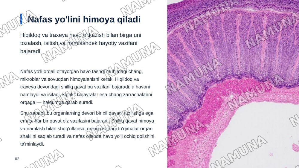 Hiçildoq, traxeya gistologik tuzilishi taçdimot tayyorlash. — zamonaviy taqdimot, 3-slayd