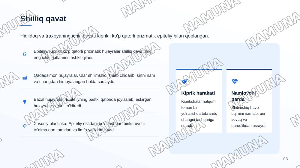 Hiçildoq, traxeya gistologik tuzilishi taçdimot tayyorlash. — zamonaviy taqdimot, 4-slayd