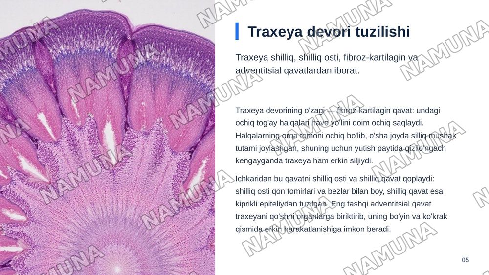 Hiçildoq, traxeya gistologik tuzilishi taçdimot tayyorlash. — zamonaviy taqdimot, 6-slayd