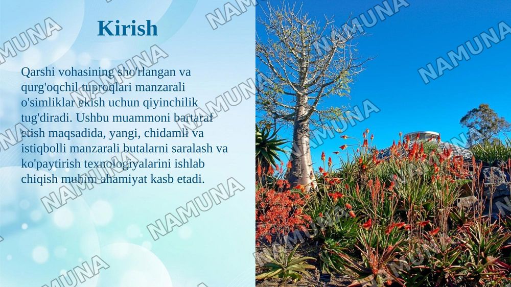Qarshi vohasining sho'rlangan va qurg'oqchil tuproqlariga chidamli istiqbolli introdusent manzarali butalarni saralash va ko'paytirish texnologiyasi — taqdimot, 3-slayd