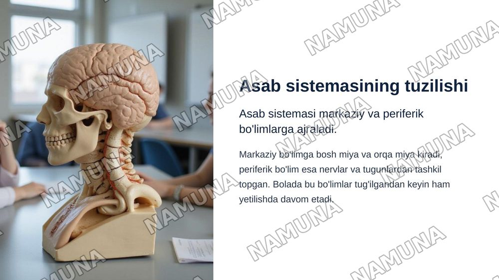Asab sistemasi sezgi azolari ichki sekretsiya bezlari teri suyak muskul sistemasining AFX
OBK
1bolalar asab sistemasining tuzilishi,fuksiyalarini haqida tushuncha.
2.bolalarni har tomonlama parvariash qilishda feldsherning roli.
3.bolaning nutuq va eshitish qobliyatini rivojlantirish bosqichlari.
4. — zamonaviy taqdimot, 4-slayd