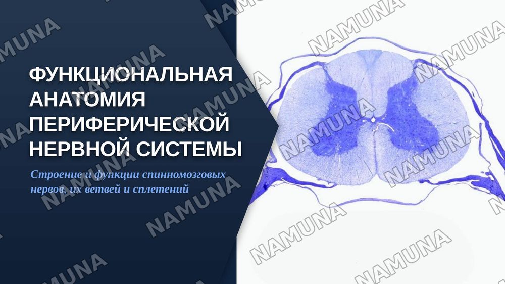Функциональная анатомия периферической нервной системы. Формирование спинномозговых нервов. Задние ветви спинномозговых нервов. Грудные нервы. Шейное сплетение. — zamonaviy taqdimot, 1-slayd