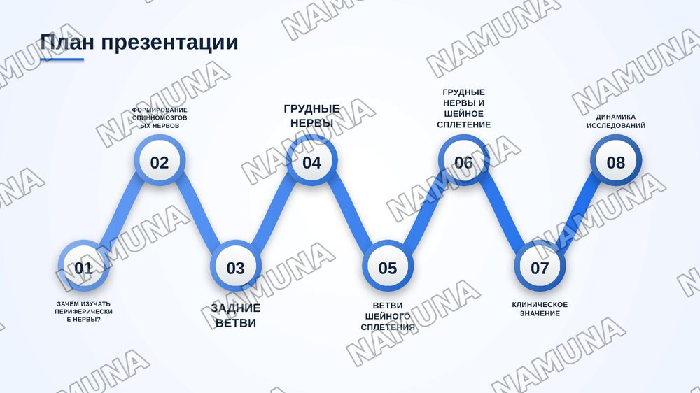 Функциональная анатомия периферической нервной системы. Формирование спинномозговых нервов. Задние ветви спинномозговых нервов. Грудные нервы. Шейное сплетение. — zamonaviy taqdimot, 2-slayd