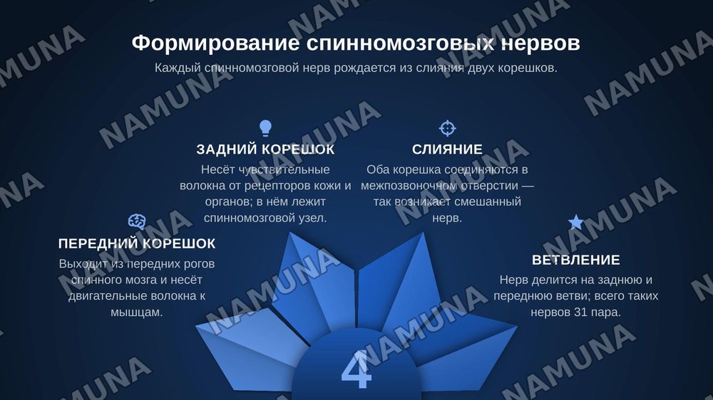 Функциональная анатомия периферической нервной системы. Формирование спинномозговых нервов. Задние ветви спинномозговых нервов. Грудные нервы. Шейное сплетение. — zamonaviy taqdimot, 4-slayd