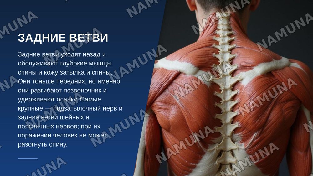 Функциональная анатомия периферической нервной системы. Формирование спинномозговых нервов. Задние ветви спинномозговых нервов. Грудные нервы. Шейное сплетение. — zamonaviy taqdimot, 5-slayd