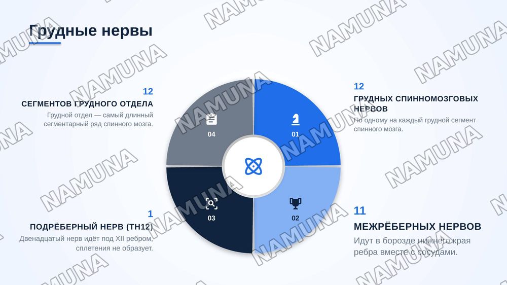 Функциональная анатомия периферической нервной системы. Формирование спинномозговых нервов. Задние ветви спинномозговых нервов. Грудные нервы. Шейное сплетение. — zamonaviy taqdimot, 6-slayd