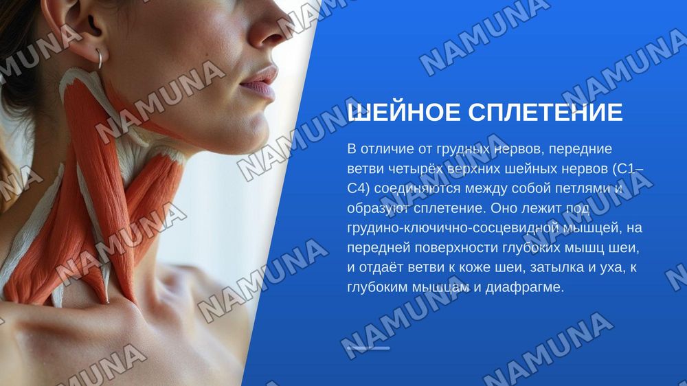 Функциональная анатомия периферической нервной системы. Формирование спинномозговых нервов. Задние ветви спинномозговых нервов. Грудные нервы. Шейное сплетение. — zamonaviy taqdimot, 7-slayd