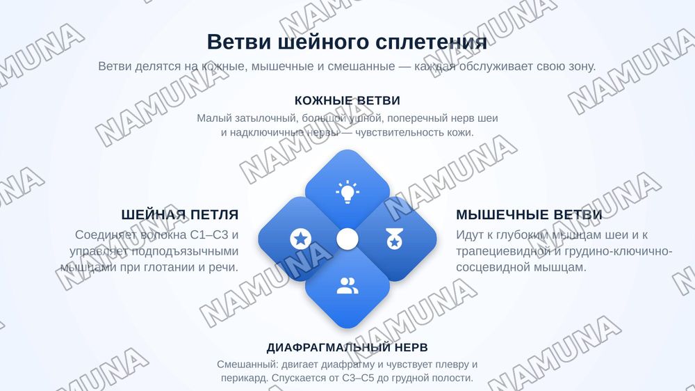 Функциональная анатомия периферической нервной системы. Формирование спинномозговых нервов. Задние ветви спинномозговых нервов. Грудные нервы. Шейное сплетение. — zamonaviy taqdimot, 8-slayd