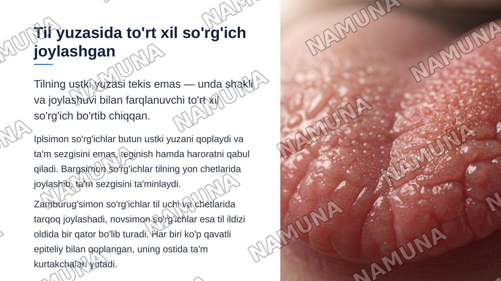 Xazm tizimi . Og'iz bo'shlig'i . Til tuzilishi so'rg'ichlari. So'lak bezlari tasnifi , tuzilishi .Tishlar. Tish tuzilishi va taraqqiyoti . Murtak va qizilo'ngach tuzilishi. — zamonaviy taqdimot, 7-slayd