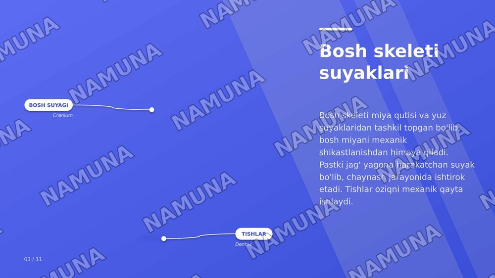 tananing bosh qismi, teri mushak suyaklar qon tomirlari va miyya — zamonaviy taqdimot, 3-slayd