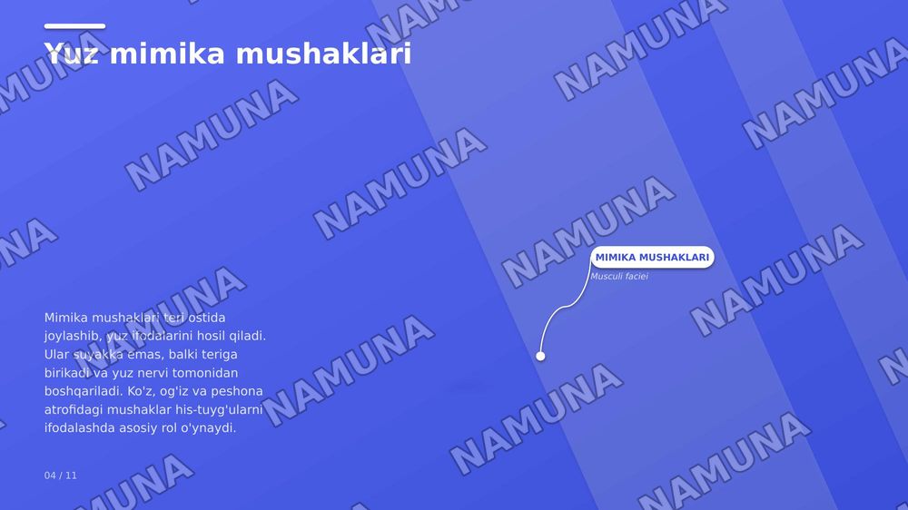 tananing bosh qismi, teri mushak suyaklar qon tomirlari va miyya — zamonaviy taqdimot, 6-slayd