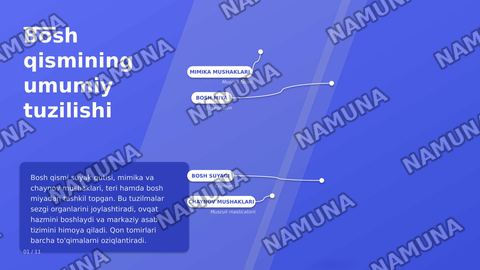tananing bosh qismi, teri mushak suyaklar qon tomirlari va miyya — zamonaviy taqdimot