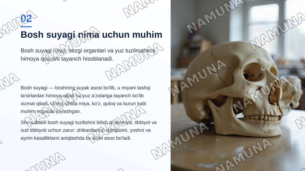 Bosh suyagi va qisimlari — zamonaviy taqdimot, 3-slayd