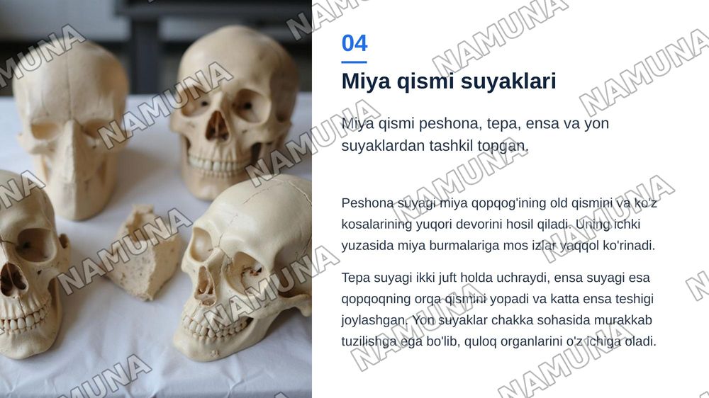 Bosh suyagi va qisimlari — zamonaviy taqdimot, 5-slayd