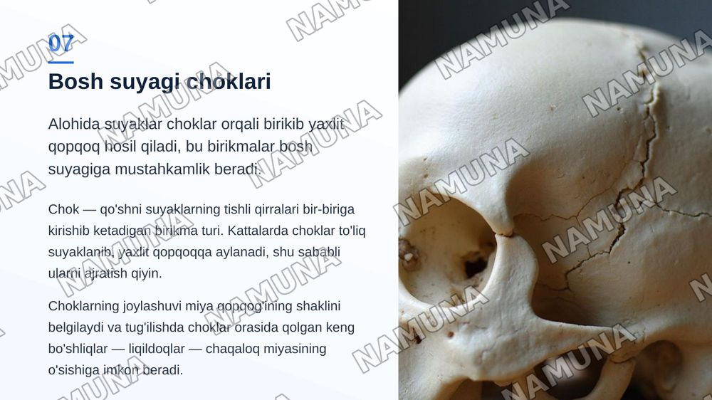 Bosh suyagi va qisimlari — zamonaviy taqdimot, 8-slayd