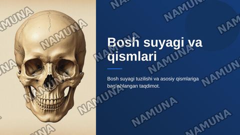 Bosh suyagi va qisimlari — zamonaviy taqdimot