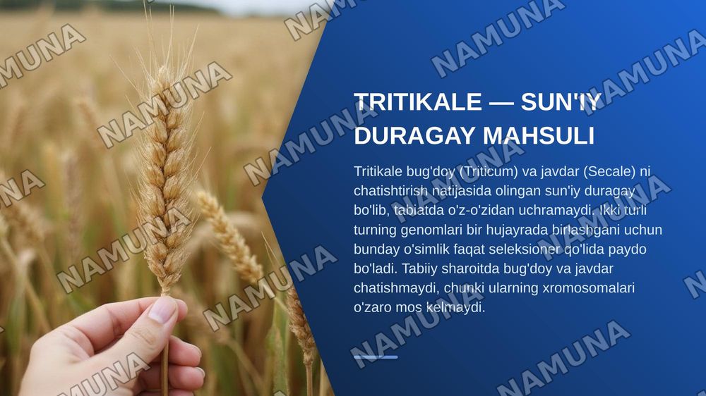 “Tritikale (×Triticosecale Wittmack) o'simligining kelib chiqishi, yaratilishi, genetik xususiyatlari va seleksiyadagi ahamiyati” — zamonaviy taqdimot, 3-slayd