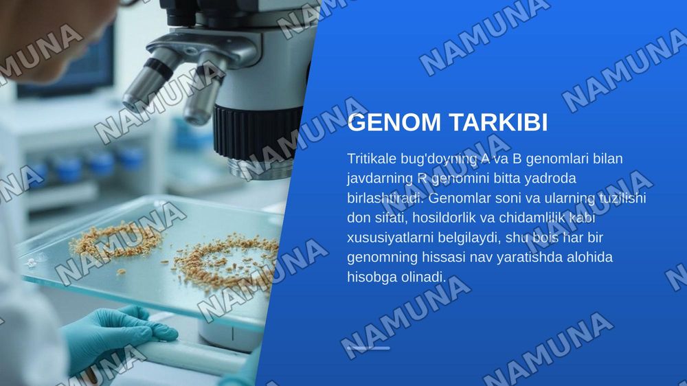 “Tritikale (×Triticosecale Wittmack) o'simligining kelib chiqishi, yaratilishi, genetik xususiyatlari va seleksiyadagi ahamiyati” — zamonaviy taqdimot, 5-slayd