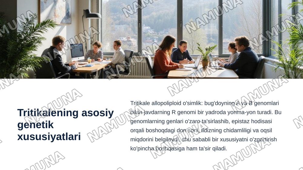 “Tritikale (×Triticosecale Wittmack) o'simligining kelib chiqishi, yaratilishi, genetik xususiyatlari va seleksiyadagi ahamiyati” — zamonaviy taqdimot, 7-slayd