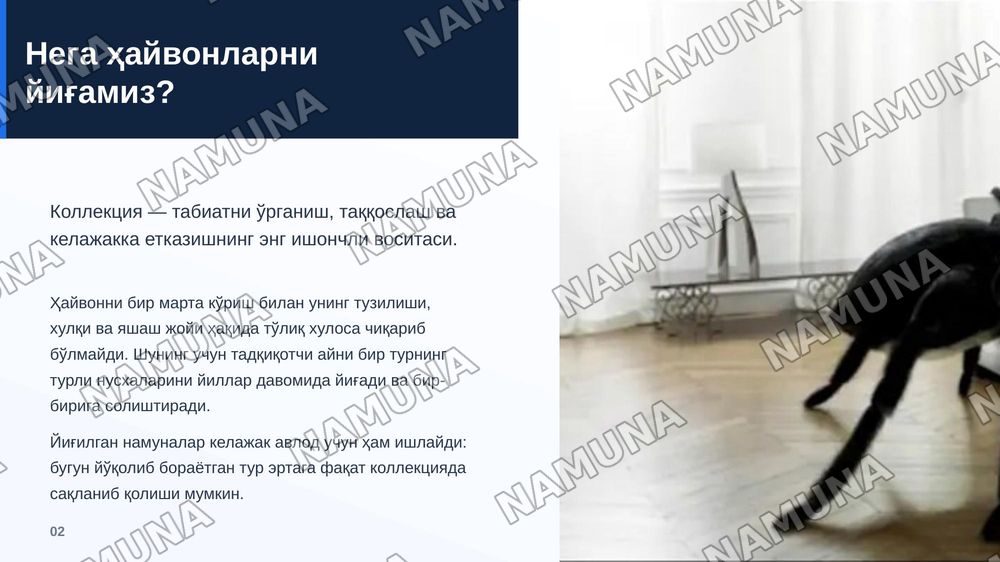 Хайвонатлар коллекцияси — zamonaviy taqdimot, 3-slayd