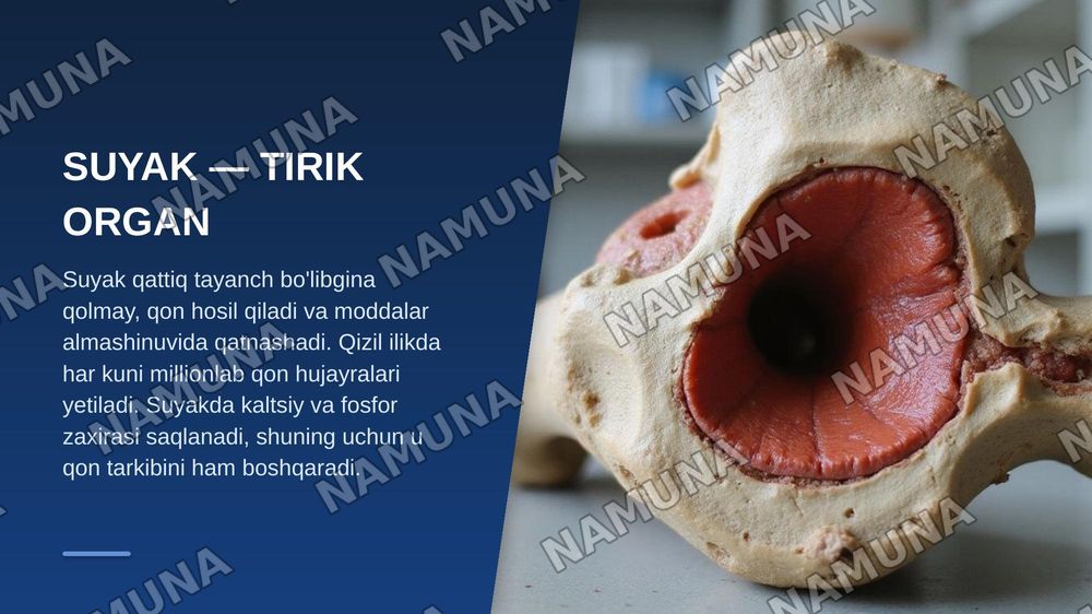Suyak tuzilishi — zamonaviy taqdimot, 3-slayd
