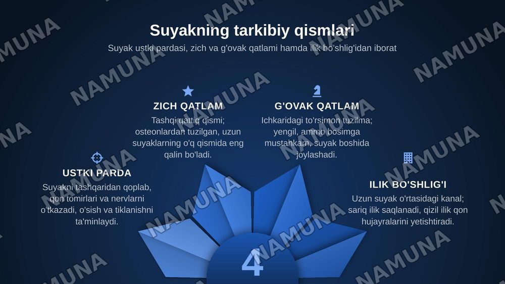 Suyak tuzilishi — zamonaviy taqdimot, 4-slayd