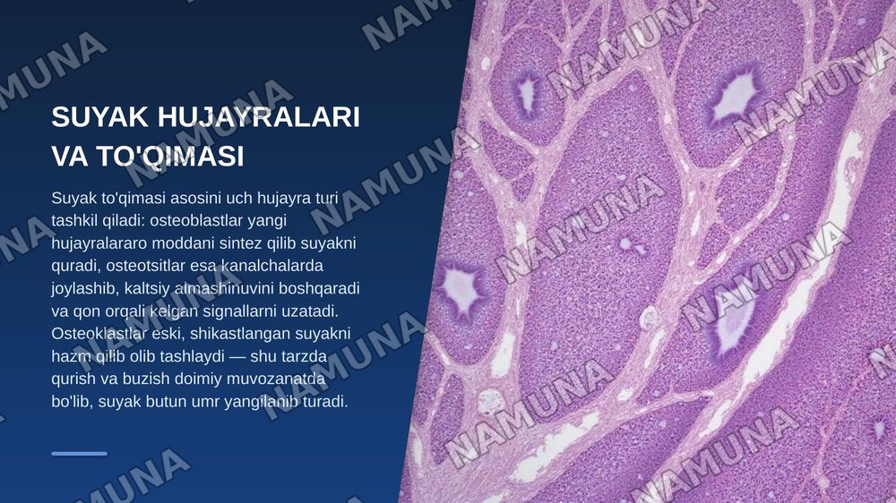 Suyak tuzilishi — zamonaviy taqdimot, 5-slayd