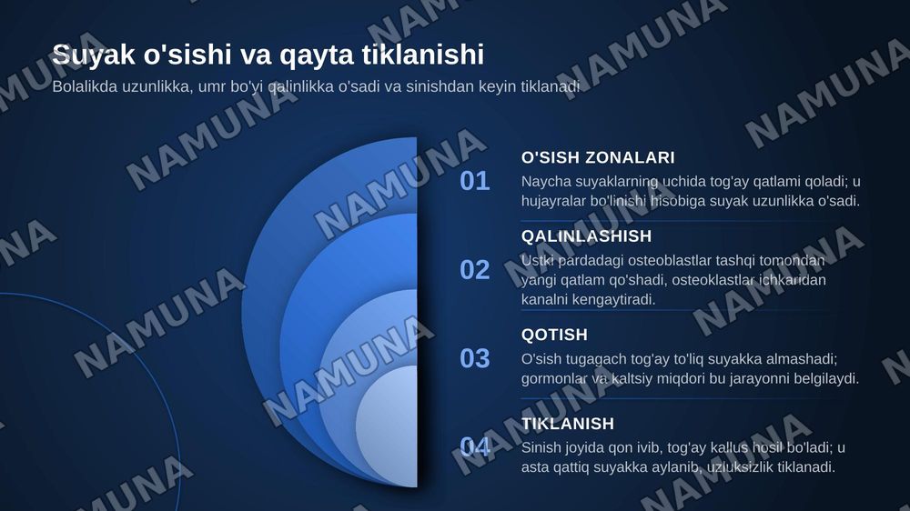 Suyak tuzilishi — zamonaviy taqdimot, 6-slayd