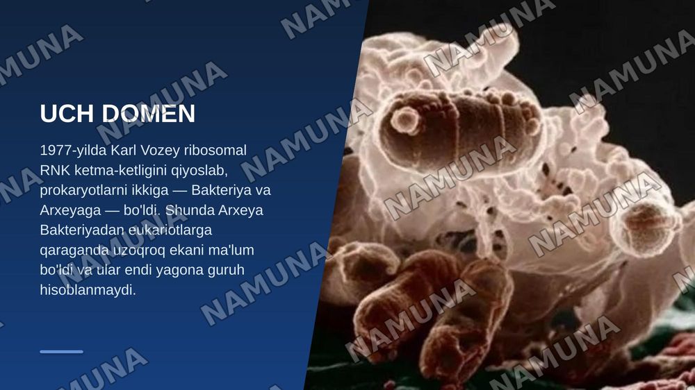 Mikroorganizmlarning zamonaviy sistematikasi — zamonaviy taqdimot, 6-slayd