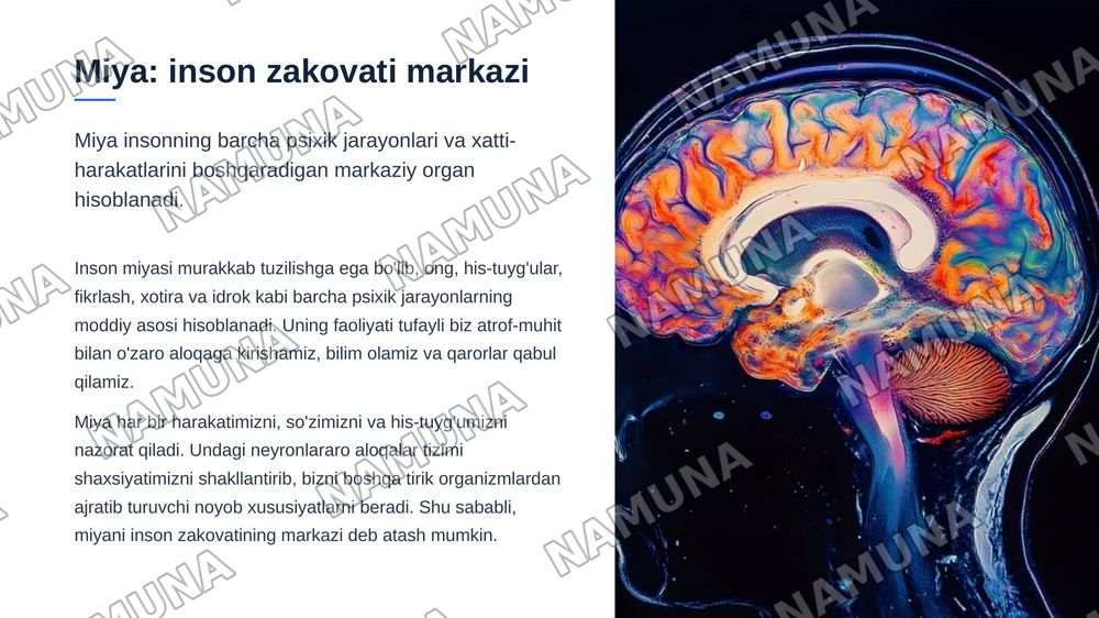 Psixik jarayonlar va miyaning oʻzaro aloqadorligi — zamonaviy taqdimot, 3-slayd