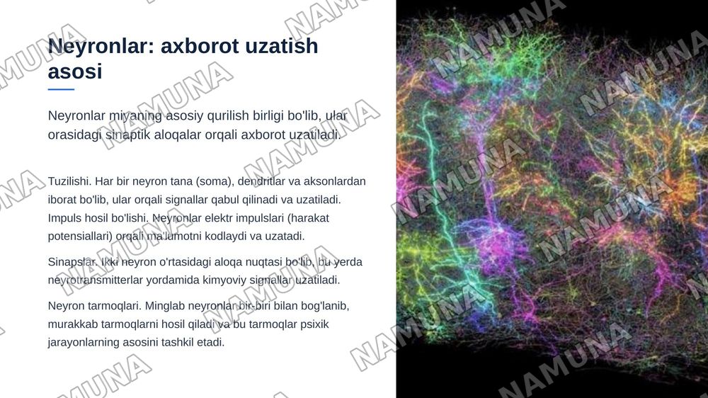Psixik jarayonlar va miyaning oʻzaro aloqadorligi — zamonaviy taqdimot, 6-slayd