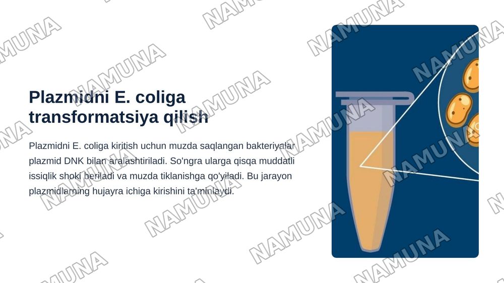 Heat-shock usulining mohiyati va plazmidani E-coliga transformatsiya qilish .Transformatsiya qilingan bakteriyalarning o’sishi va gen ekspressiyasi — zamonaviy taqdimot, 7-slayd