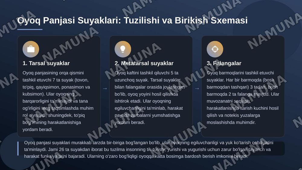 Chanoq kamari va oyoqning erkin suyaklari — 7-slayd