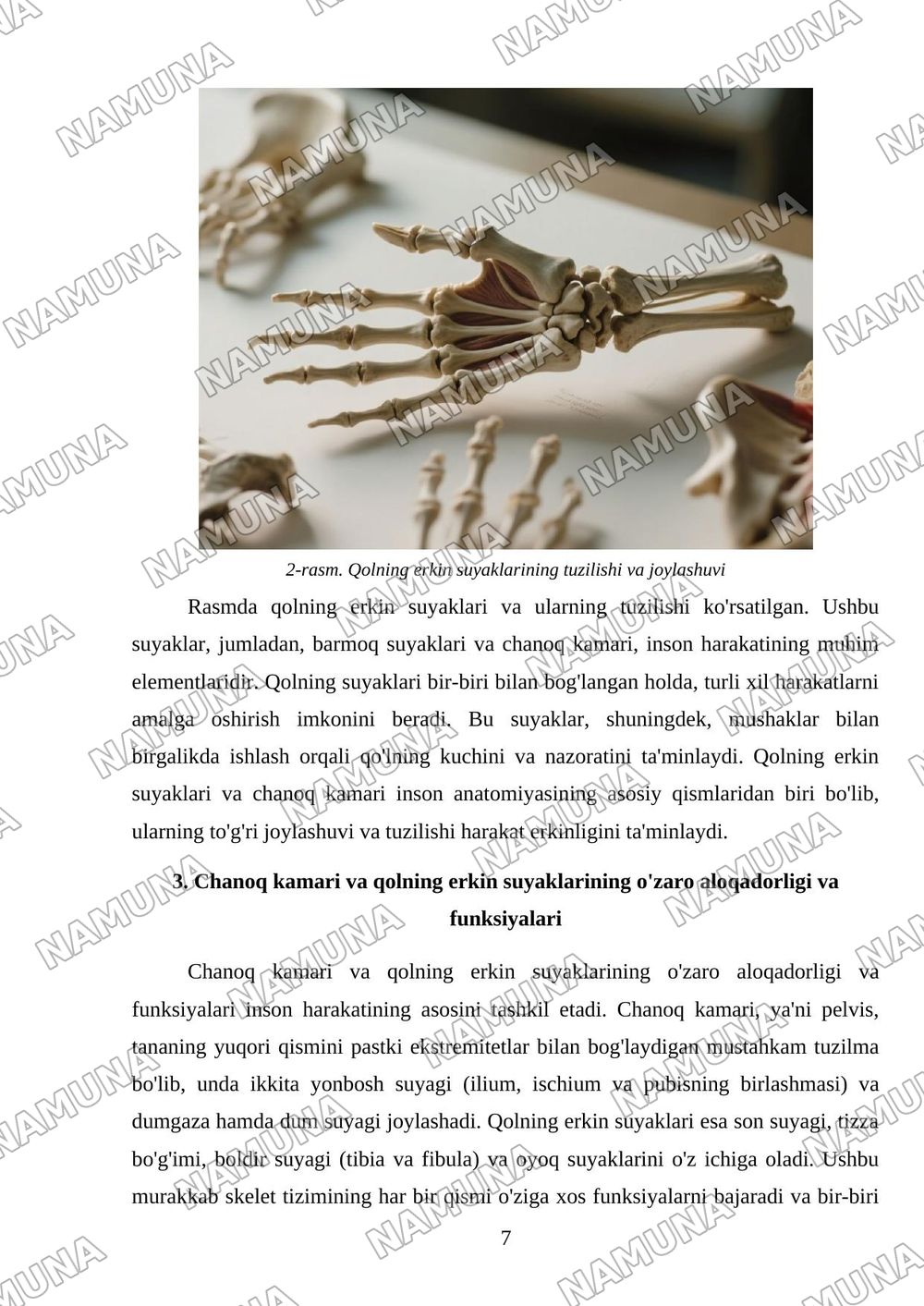 Chanoq kamari va qolning erkin suyaklari — 7-varaq