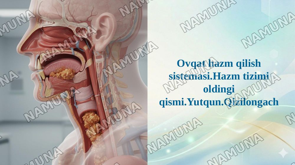 Ovqat hazm qilish sistemasi.Hazm tizimi oldingi qismi.Yutqun.Qizilongach — 1-slayd